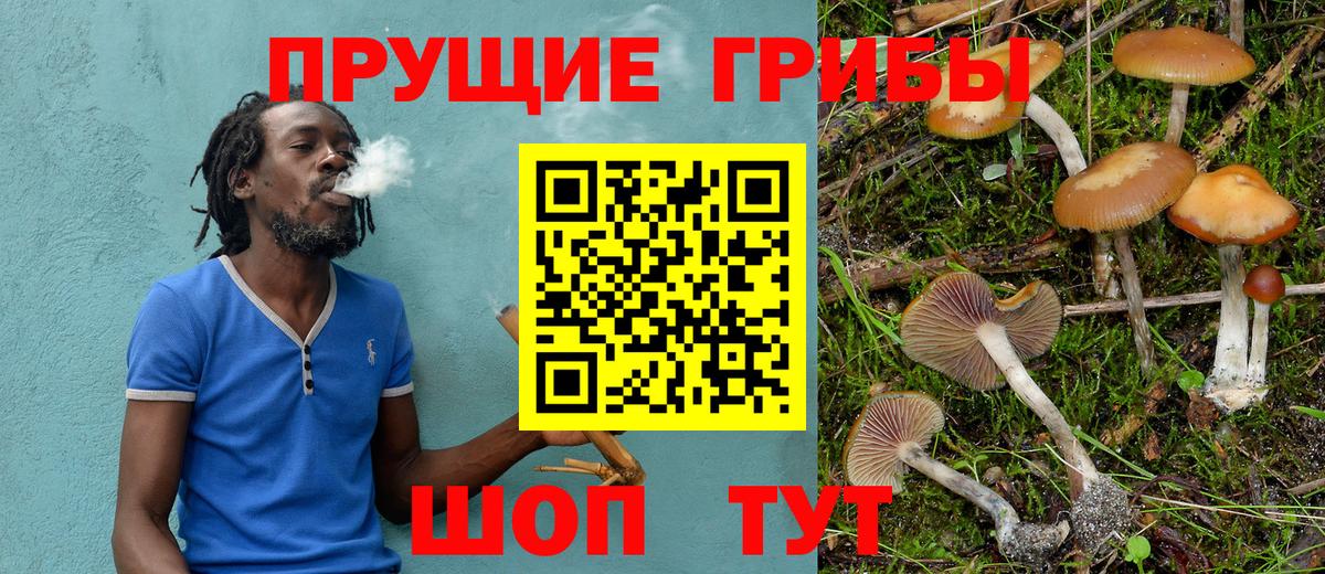 Галлюциногенные грибы Psilocybine cubensis Калуга